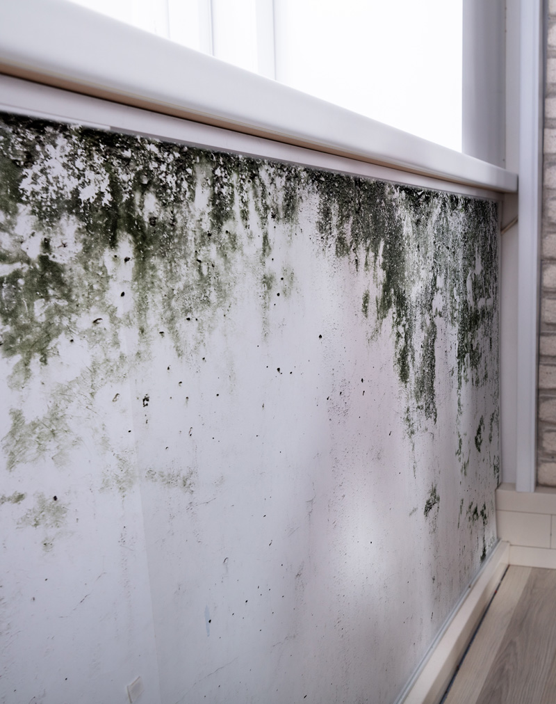 mold in a home in clemson, sc