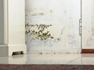 mold in a home in Greenville, SC