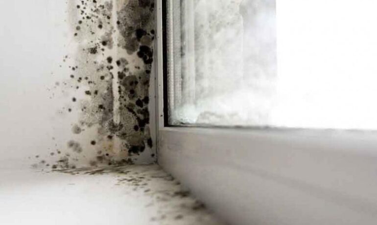 mold on wall