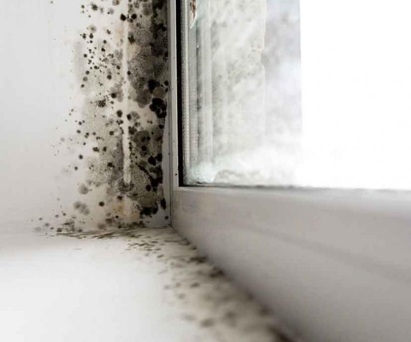 mold on wall